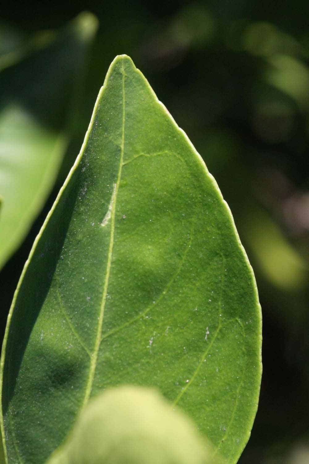              Margin (Riverside, CA)       